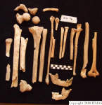 L_V20d5055 A16.96 R827 lR ta long bones and mandible.JPG L_V20d5055 A16.96 R827 lR ta long bones and mandible